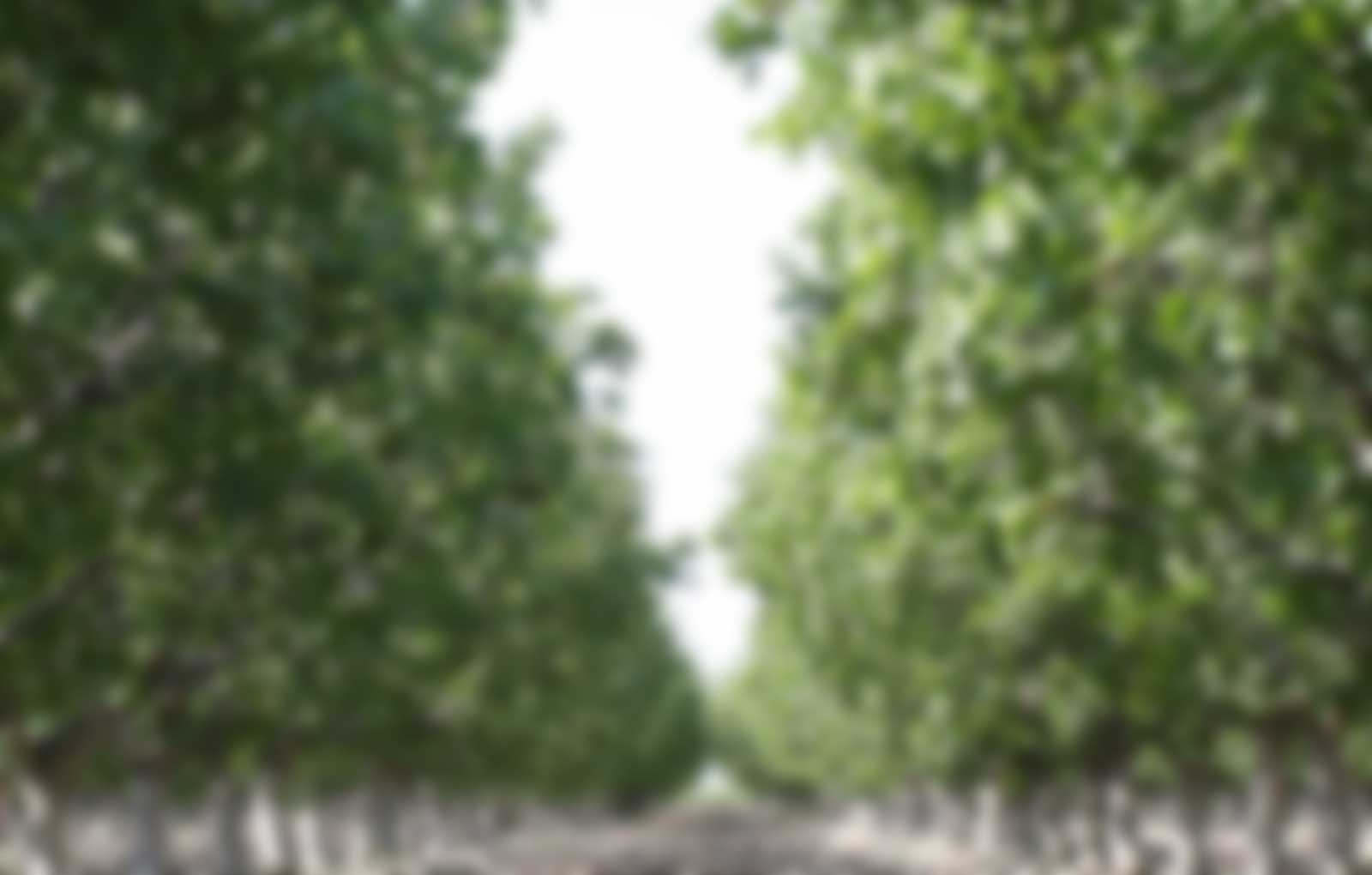 Pistachio Trees